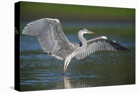 Grey Heron with Wings Out Stretched, Elbe Biosphere Reserve, Lower Saxony, Germany, September-Damschen-Premier Image Canvas