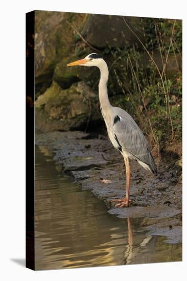 Grey Heron-null-Premier Image Canvas