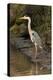 Grey Heron-null-Premier Image Canvas