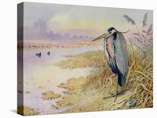 Grey Heron-Carl Donner-Premier Image Canvas