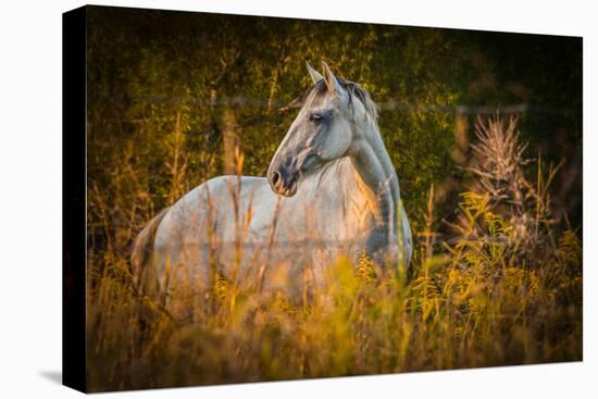 Grey Horse in Field-Stephen Arens-Premier Image Canvas