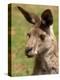 Grey Kangaroo, Australia-David Wall-Premier Image Canvas