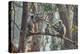 grey langurs family group, sitting and climbing in tree, nepal-karine aigner-Premier Image Canvas