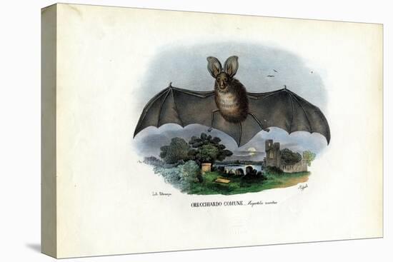 Grey Long-Eared Bat, 1863-79-Raimundo Petraroja-Premier Image Canvas