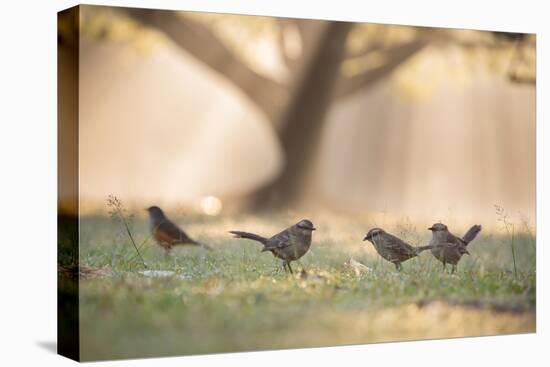 Grey Monjitas, Xolmis Cinereus, in the Morning Mist at Ibirapuera Park-Alex Saberi-Premier Image Canvas