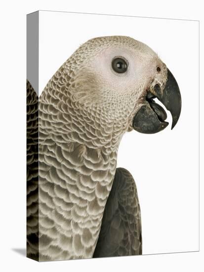 Grey Parrot-Martin Harvey-Premier Image Canvas