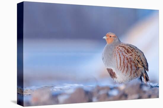 Grey partridge in snow, the Netherlands-Edwin Giesbers-Premier Image Canvas