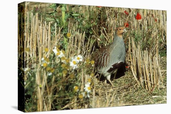 Grey Partridge Male in Stubble with Poppies and Daisies-null-Premier Image Canvas