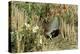 Grey Partridge Male in Stubble with Poppies and Daisies-null-Premier Image Canvas