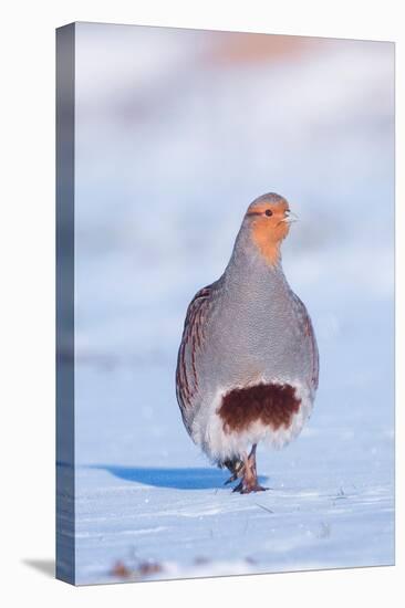 Grey partridge walking in snow, the Netherlands-Edwin Giesbers-Premier Image Canvas