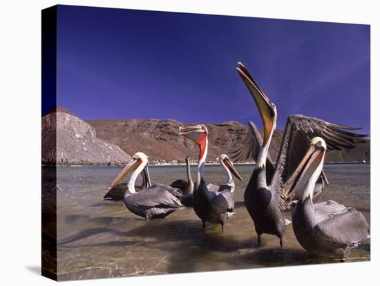 Grey Pelicans, Mexico-Mitch Diamond-Premier Image Canvas