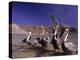 Grey Pelicans, Mexico-Mitch Diamond-Premier Image Canvas