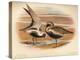 Grey Plover (Squatarola helvetica), Golden Plover (Charadrius pluvialus), 1900, (1900)-Charles Whymper-Premier Image Canvas