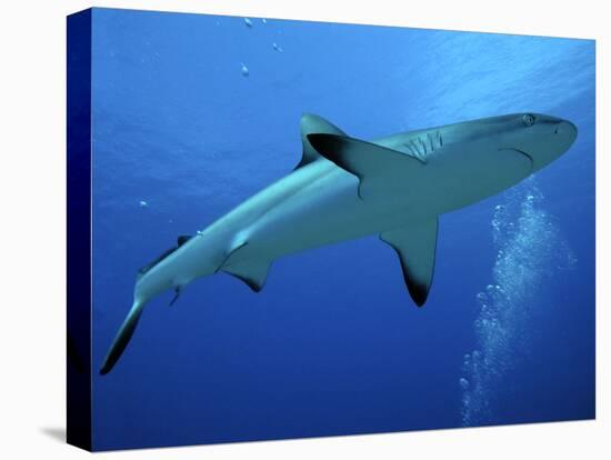 Grey Reef Shark Female-null-Premier Image Canvas