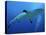 Grey Reef Shark Female-null-Premier Image Canvas