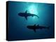 Grey Reef Sharks Grey Reef Sharks-null-Premier Image Canvas