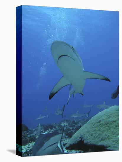 Grey Reef Sharks-null-Premier Image Canvas