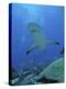 Grey Reef Sharks-null-Premier Image Canvas