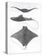 Grey-Scale Stingrays II-Studio W-Stretched Canvas