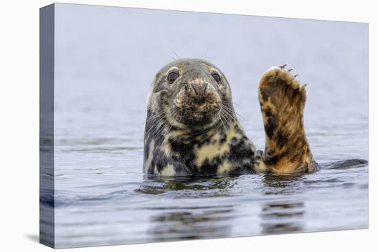 Grey Seal (Halichoerus Grypus) At Rest On Submerged Rock, Head And One Flipper Above Water-Andy Trowbridge-Premier Image Canvas