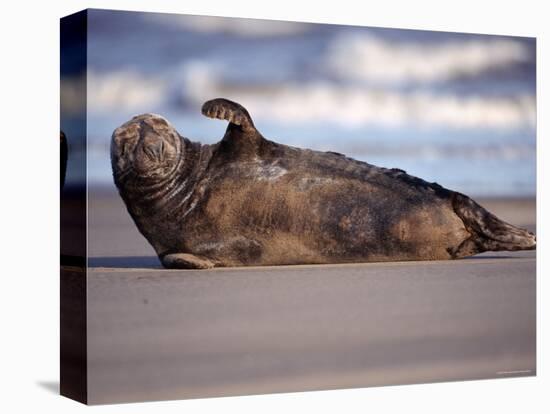 Grey Seal Lying on Beach, UK-Pete Cairns-Premier Image Canvas