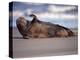 Grey Seal Lying on Beach, UK-Pete Cairns-Premier Image Canvas