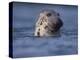 Grey Seal Watching from Water-Niall Benvie-Premier Image Canvas