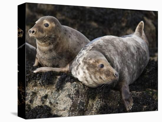 Grey Seals, Farne Islands, Seahouses, Northumberland, England, United Kingdom-Toon Ann & Steve-Premier Image Canvas