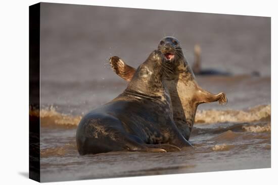 Grey Seals (Halichoerus Grypus) Fighting, Donna Nook, Lincolnshire, England, UK, October-Danny Green-Premier Image Canvas