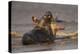 Grey Seals (Halichoerus Grypus) Fighting, Donna Nook, Lincolnshire, England, UK, October-Danny Green-Premier Image Canvas