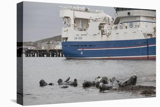 Grey Seals (Halichoerus Grypus) on Haul Out in Fishing Harbour with Ferry in the Background-Peter Cairns-Premier Image Canvas