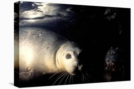 Grey Seals Halichoerus Grypus under Water-Darroch Donald-Premier Image Canvas