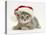 Grey Spice Kitten Wearing a Father Christmas Hat-Jane Burton-Premier Image Canvas