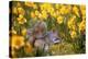 Grey Squirrel Amongst Daffodils Eating a Nut-Geoff Tompkinson-Premier Image Canvas