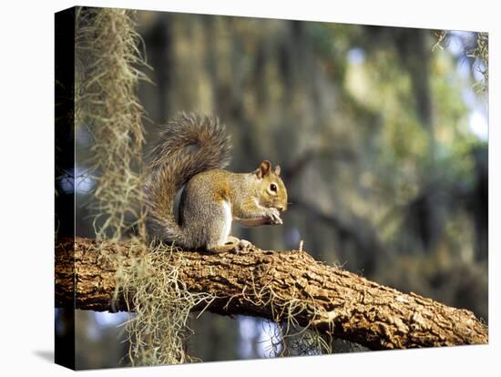 Grey Squirrel Feeding on Oak Branch, Florida, Usa-Maresa Pryor-Premier Image Canvas