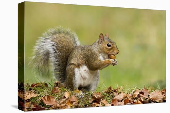 Grey Squirrel Finding Acorn Amongst Autumn Leaves-null-Premier Image Canvas