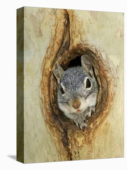 Grey Squirrel in Sycamore Tree Hole, Madera Canyon, Arizona, USA-Rolf Nussbaumer-Premier Image Canvas