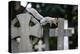 Grey squirrel jumping between gravestones, UK-John Waters-Premier Image Canvas