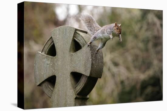 Grey squirrel leaping off a gravestone in a churchyard, UK-John Waters-Premier Image Canvas