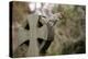 Grey squirrel leaping off a gravestone in a churchyard, UK-John Waters-Premier Image Canvas