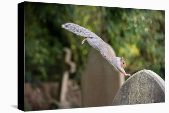 Grey squirrel leaping onto a gravestones, UK-John Waters-Premier Image Canvas