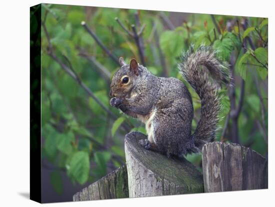 Grey Squirrel on Fencepost-Adam Jones-Premier Image Canvas