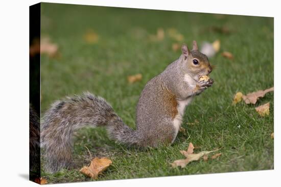 Grey Squirrel (Sciurus Carolinensis) Biting into a Peach Stone Left by a Tourist-Nick Upton-Premier Image Canvas