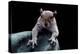 Grey Squirrel (Sciurus Carolinensis), Detail, Uk-Darroch Donald-Premier Image Canvas