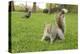 Grey Squirrel (Sciurus Carolinensis) on Grass in Parkland, Regent's Park, London, UK, April 2011-Terry Whittaker-Premier Image Canvas