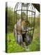 Grey Squirrel Trapped Inside a Squirrel Proof Bird Feeder-null-Premier Image Canvas