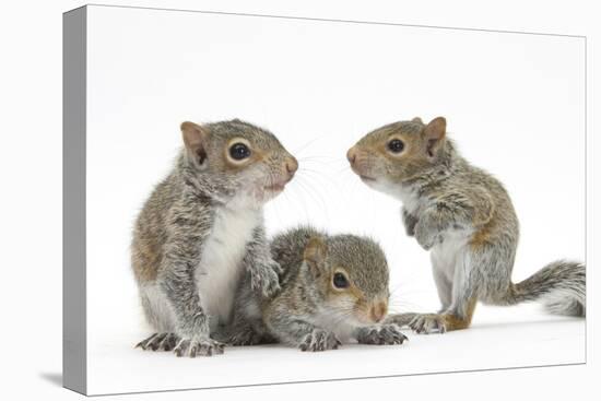 Grey Squirrels (Sciurus Carolinensis) Three Young Hand-Reared Portrait-Mark Taylor-Premier Image Canvas