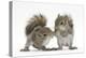 Grey Squirrels (Sciurus Carolinensis) Two Young Hand-Reared Babies Portrait-Mark Taylor-Premier Image Canvas