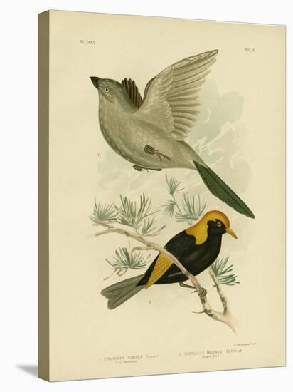 Grey Struthidea or Apostlebird, 1891-Gracius Broinowski-Premier Image Canvas