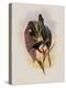 Grey-Tailed Hummingbird, Oreopyra Cinereicauda-John Gould-Premier Image Canvas